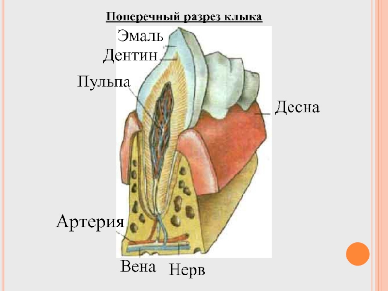 Федор зубов презентация