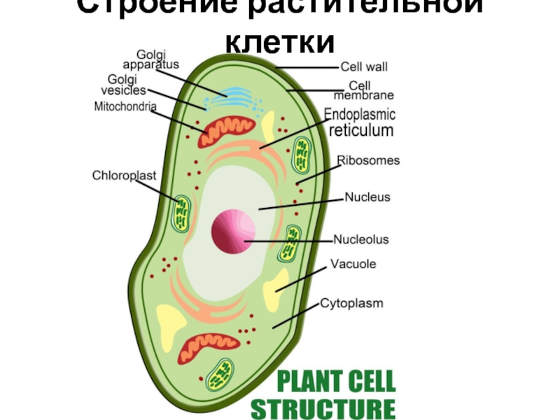 Строение растительной клетки
