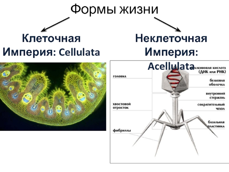 Формы жизни Клеточная Империя: Cellulata Неклеточная  Империя: Acellulata