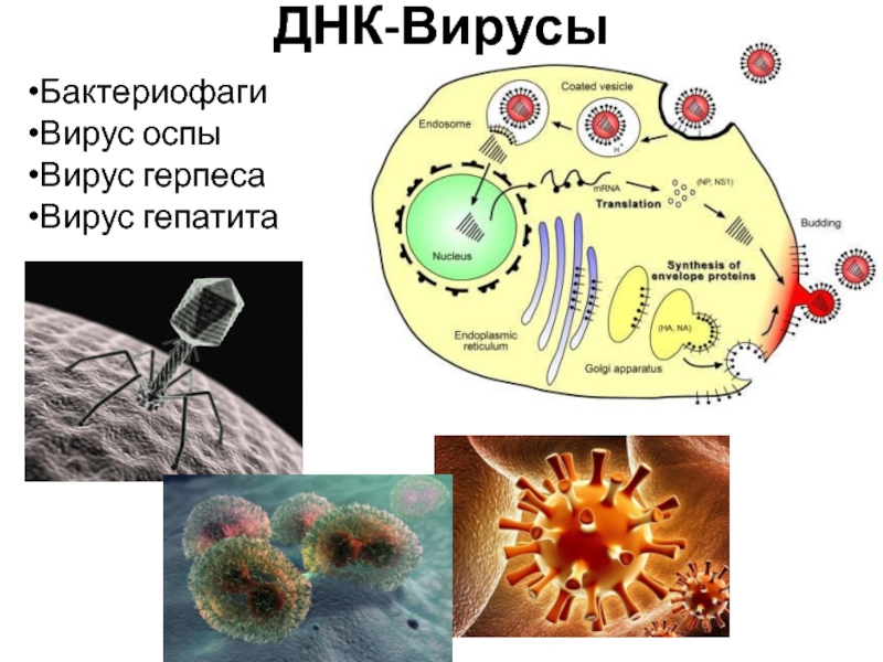 ДНК-Вирусы Бактериофаги Вирус оспы Вирус герпеса Вирус гепатита