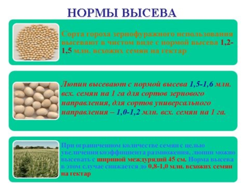 Проблемы семеноводства овощных культур