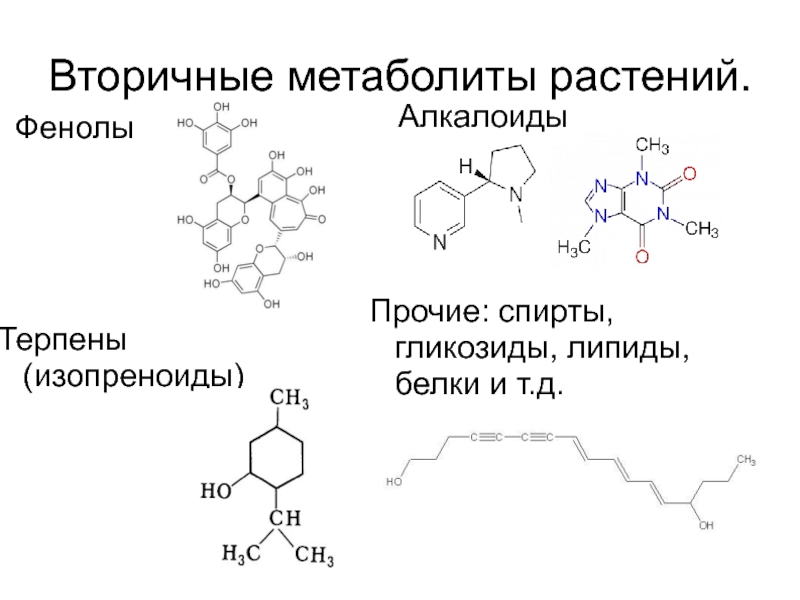 Вторичные метаболиты растений презентация