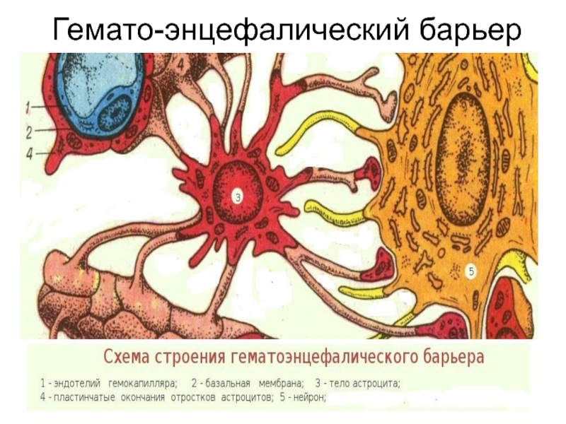 Гематоэнцефалический барьер рисунок