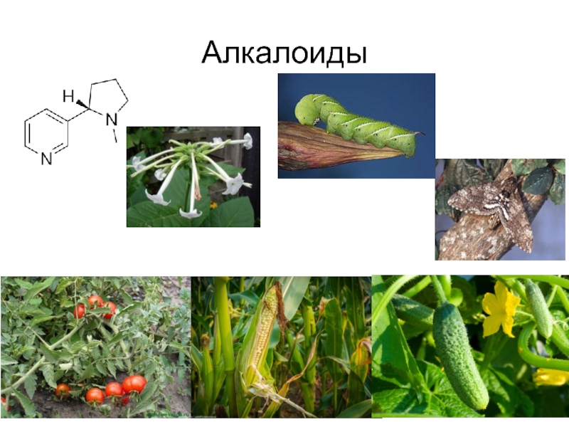 Алкалоиды это. Алкалоиды в растениях. Алкалоидные растения. Пирролизидиновые алкалоиды.