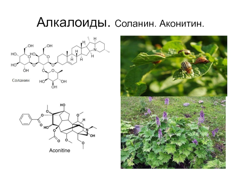 Алкалоиды это. Алкалоид соланин. Алкалоид аконитин. Ядовитые алкалоиды. Алкалоиды в картофеле.