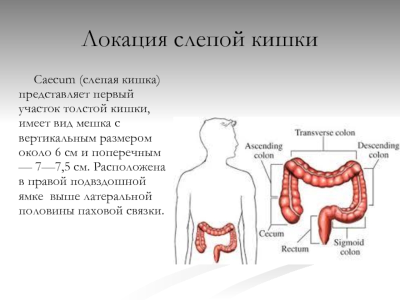 Купол слепой кишки где находится рисунок