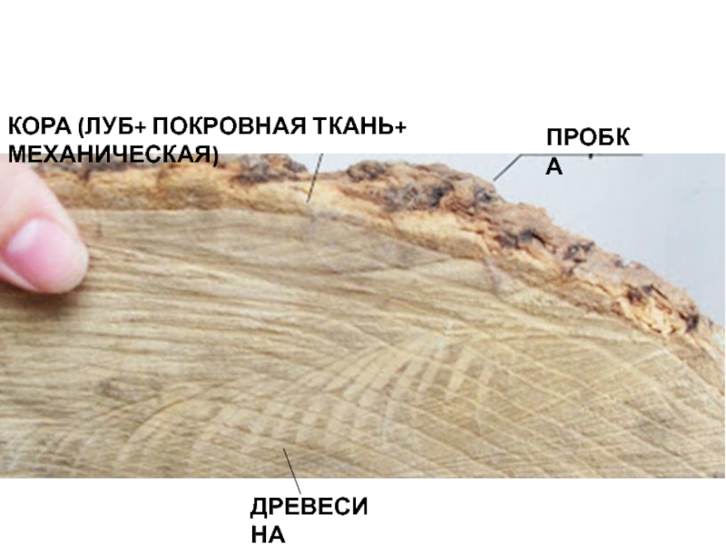 Ткань древесины. Кора пробка Луб. Луб покровная ткань. Покровная кора. Пробка древесина.