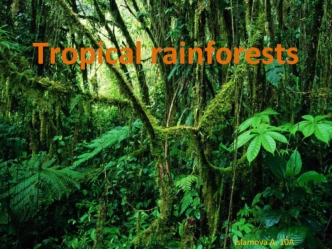 Tropical rainforests