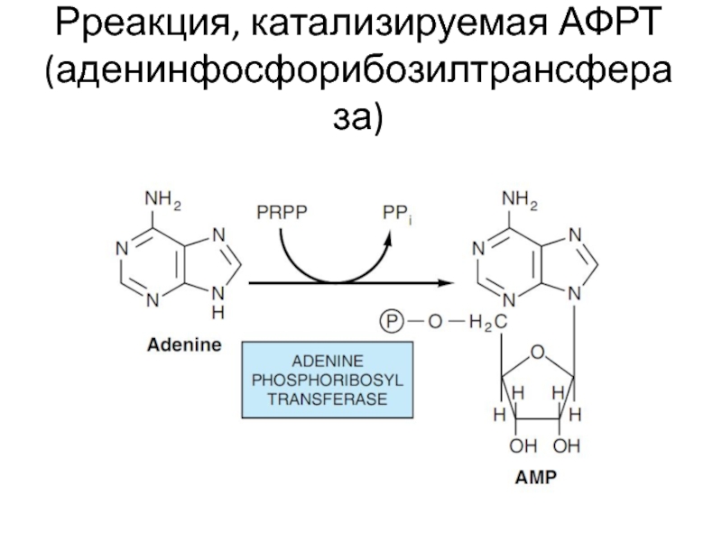 Ферменты катализирующие синтез. Аденинфосфорибозилтрансфераза. Катализируемая реакция аденинфосфорибозилтрансфераза. Витамин b2 катализируемые реакции. Реакции катализируемые витамином с.
