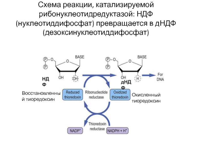 Ферменты катализирующие синтез. Схема реакции восстановления. Тиоредоксин схема. Катализируемая реакция. Рибонуклеотидредуктаза.