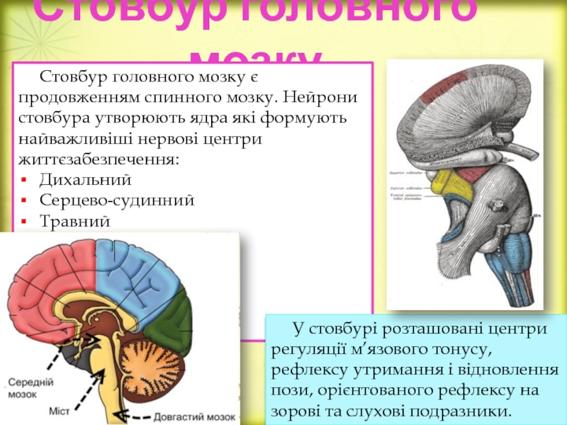 Реферат: Оболонки спинного та головного мозку