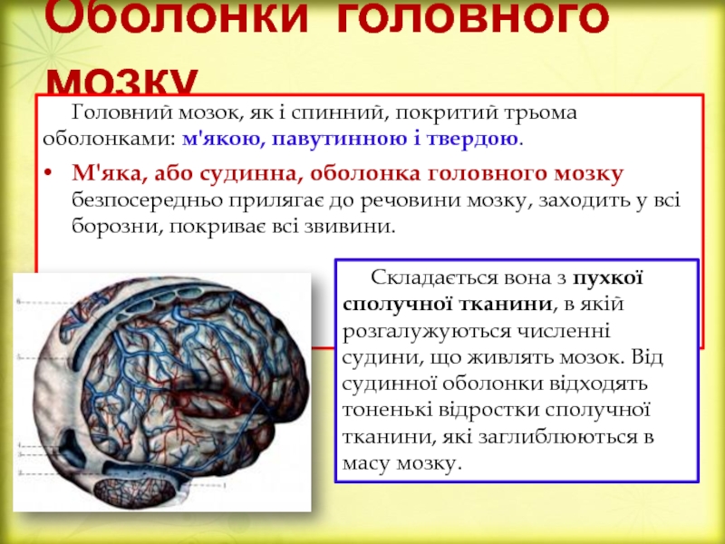 Реферат: Оболонки спинного та головного мозку