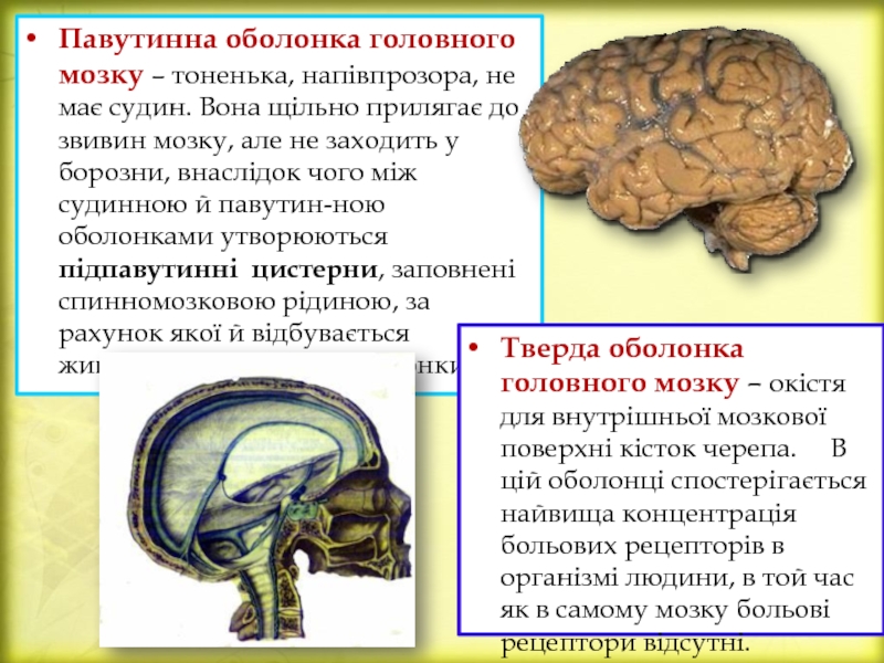 Реферат: Оболонки спинного та головного мозку