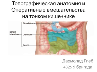 Топографическая анатомия и оперативные вмешательства на тонком кишечнике