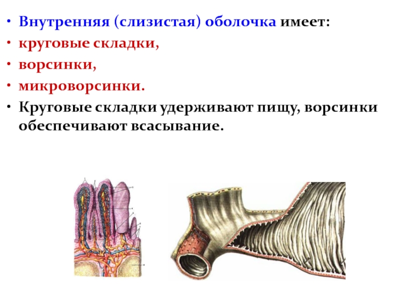 Внутренняя поверхность имеет. Складки слизистой оболочки. Слизистая оболочка имеет складки. Слизистая оболочка внутренняя. Слизистая тонкого кишечника имеет складки.