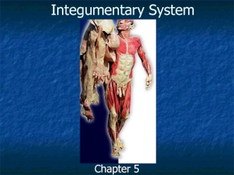 Integumentary system