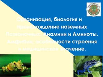 Организация, биология и происхождение наземных Позвоночных. Анамнии и Амниоты. Амфибии, особенности строения