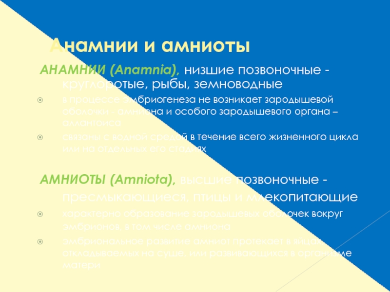 Характеристика подтипа позвоночные анамнии и амниоты