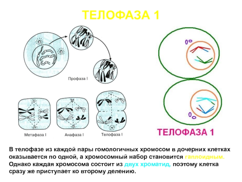 Дочерних клетках любого организма при митозе образуется. Телофаза митоза набор. Телофаза 2 хромосомы набор.