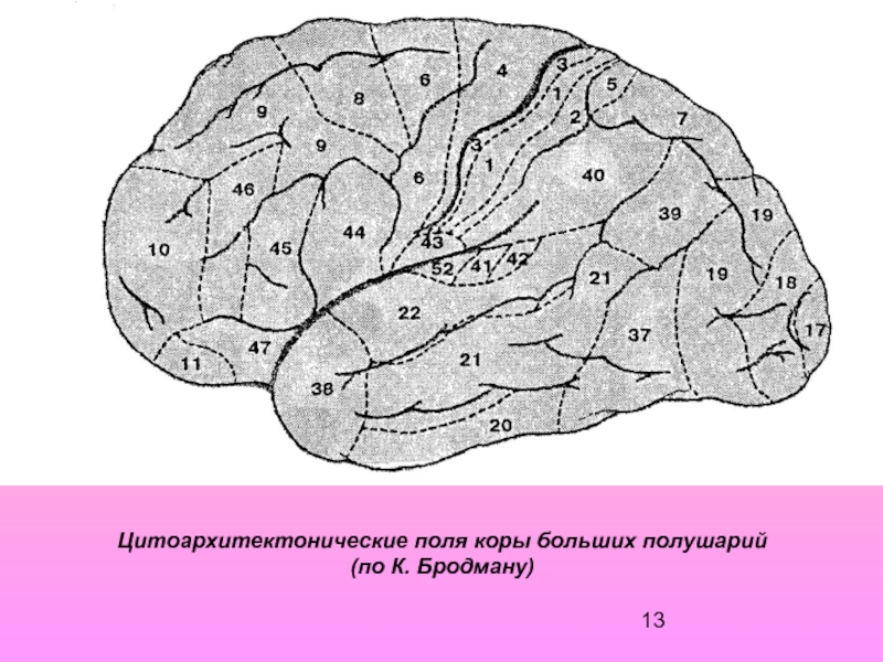 Третичные поля мозга. Поля головного мозга по Бродману. Зоны полей Бродмана. Поля коры головного мозга по Бродману. Поля коры полушарий большого мозга по Бродману.
