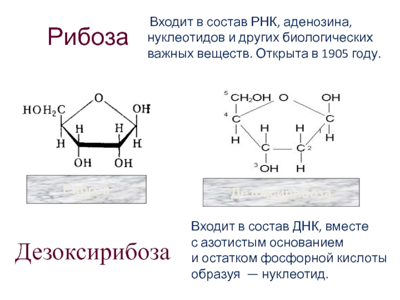 Нуклеотид состоит из