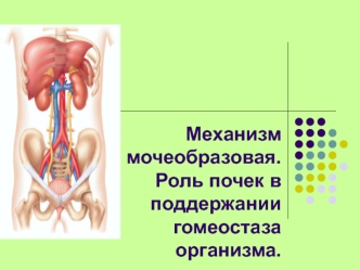 Механизм мочеобразования. Роль почек в поддержании гомеостаза организма