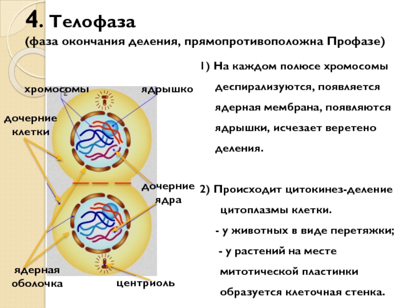 Аппарат деления клетки. Профаза 2 фаза деления клетки. Ядра дочерних клеток в телофазе. Телофаза и цитокинез 2. Деление цитоплазмы митоз фаза.