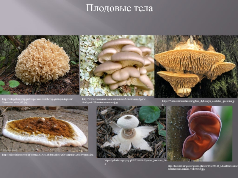Активный образ жизни относится к грибам. Грибы образующие плодовые тела. Гриб (плодовое тело). Плодовое тело гриба образовано. Плодовые тела грибов образованы.