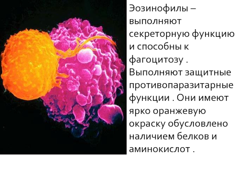 Эозинофилы в общем. Функция эозинофилов заключается. Эозинофилы фагоцитоз. Роль эозинофилов. Эозинофилы функции.