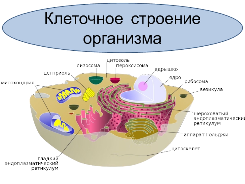 Строение клетки биология презентация