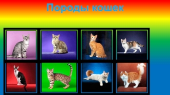 Породы кошек