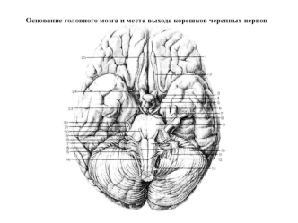 Основание головного мозга и места выхода корешков черепных нервов