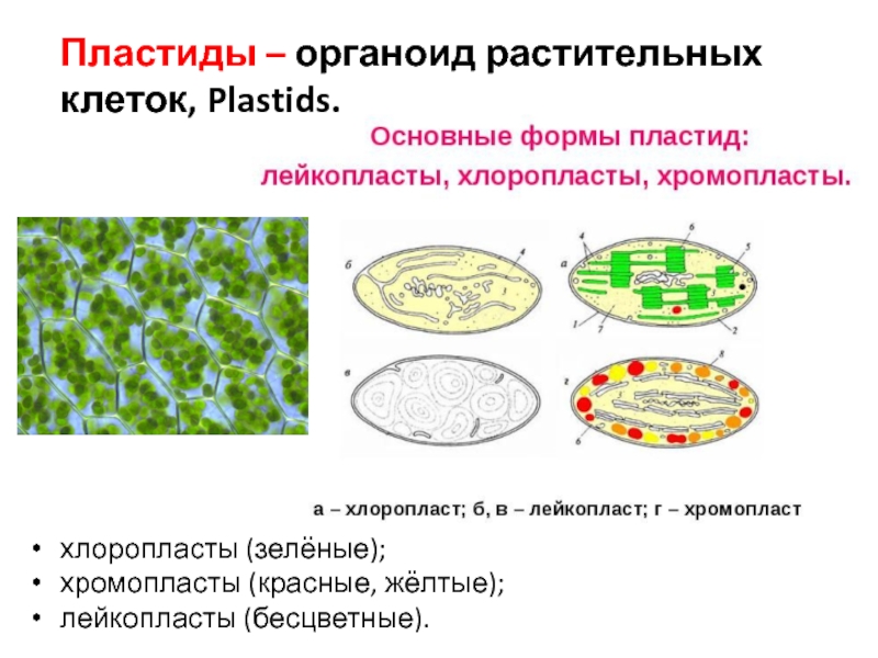 Форма хлоропласта. Клетка с пластидами и хлоропластами. Пластиды в клетках растений. Хлоропласты хромопласты лейкопласты. Хлоропласты хромопласты лейкопласты в растительной клетке.