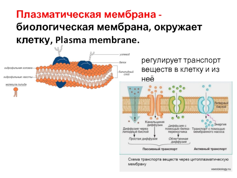 Клетка окружена клеточной