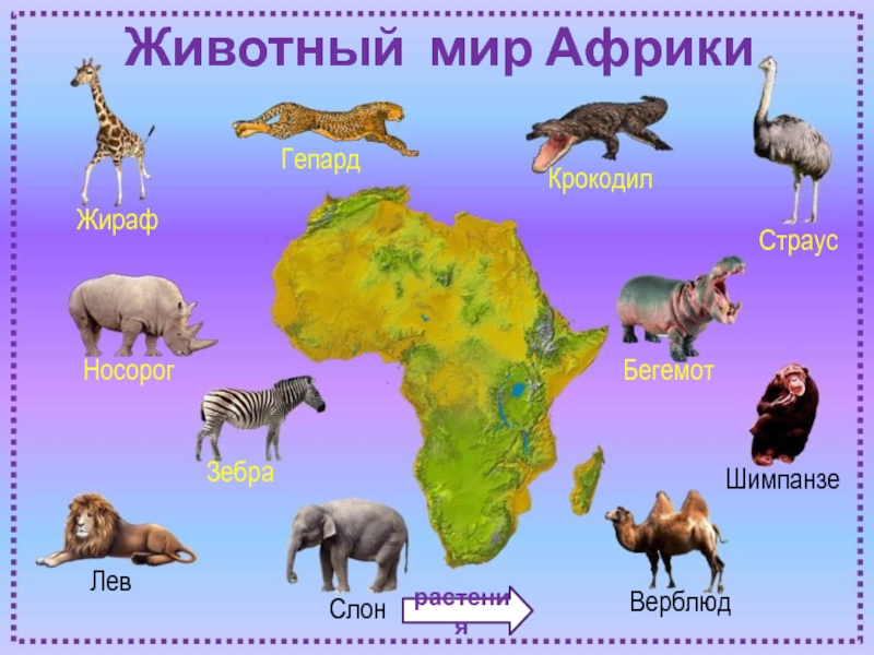 Картинки по материкам