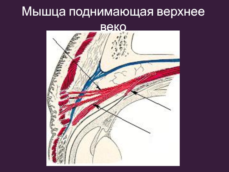 Верхнее повышено. Мышца поднимающая верхнее веко. Мышца Леватор верхнего века. Мышца поднимающая веко анатомия. Мышца поднимающая верхнее веко иннервация.