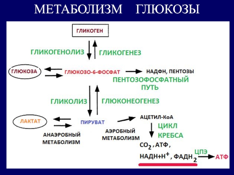 Функции гликогена в организме человека