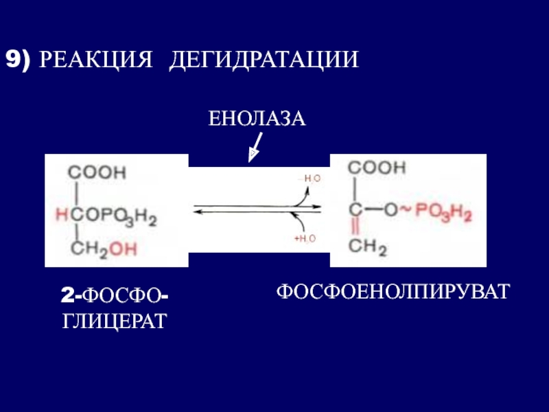 Реакция дегидратации. Реакция дегидратации ментола.