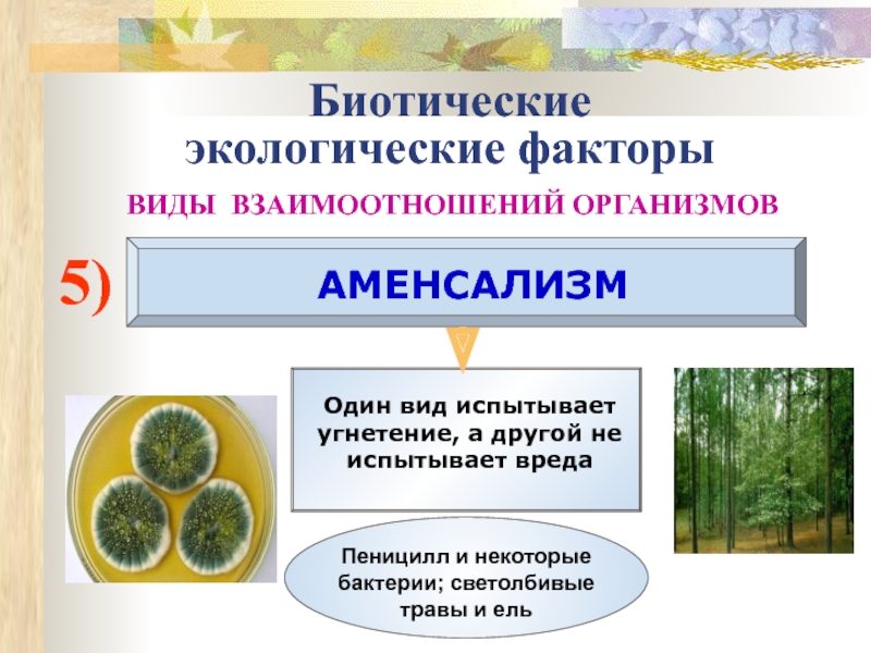 Презентация на тему межвидовые отношения организмов в экосистеме 9 класс