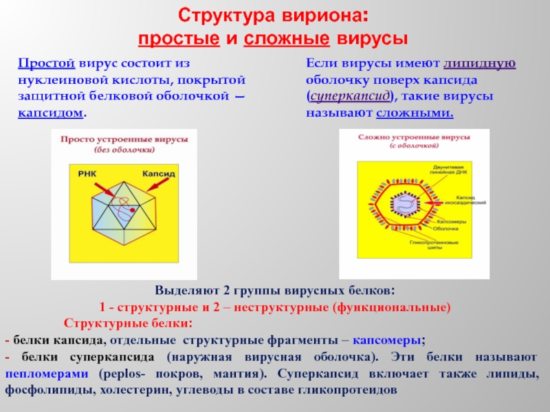 Вирусную частицу называют