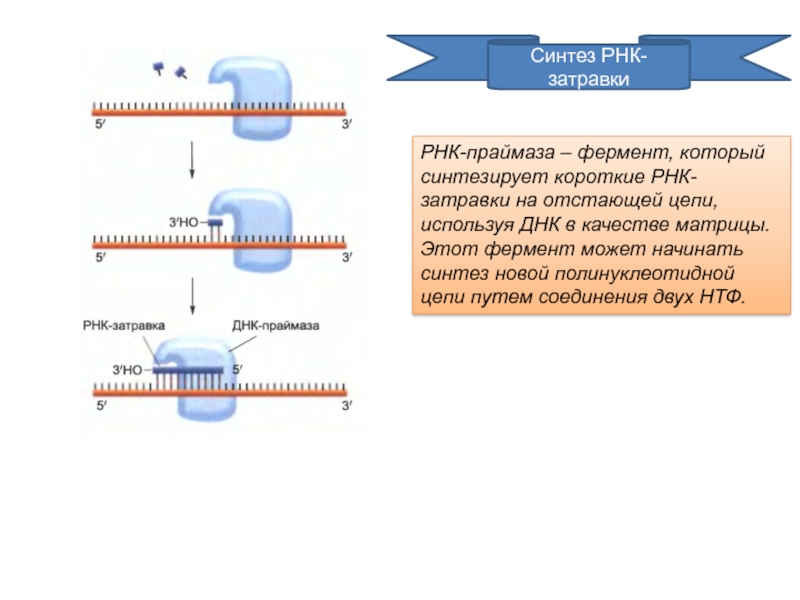 Синтез начинается с 3 конца. Затравка РНК праймаза. Фермент РНК затравки. Синтез РНК затравки. Фермент синтезирующий РНК затравку.