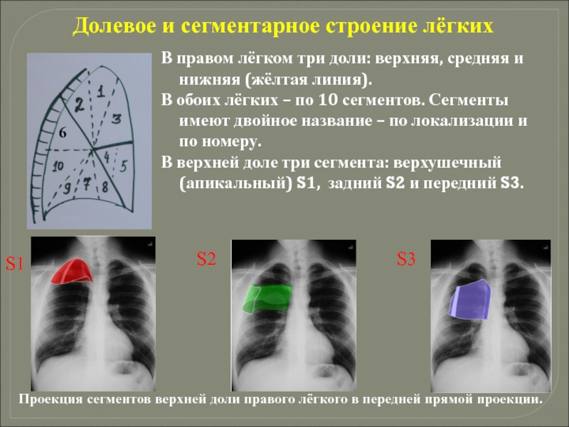 Три легких. Долевое и сегментарное строение лёгких. Долевое строение легких. Сегменты нижней доли правого легкого. Верхние доли легких.