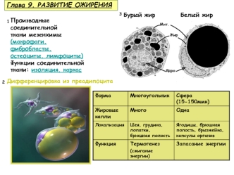 Развитие ожирения