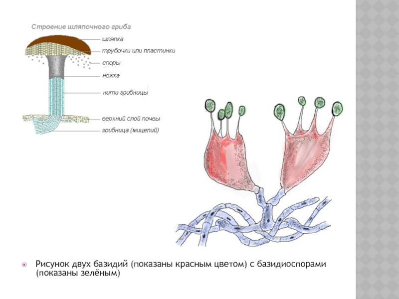 Какой организм изображен на рисунке