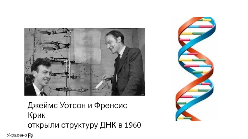 Открытие структуры днк презентация