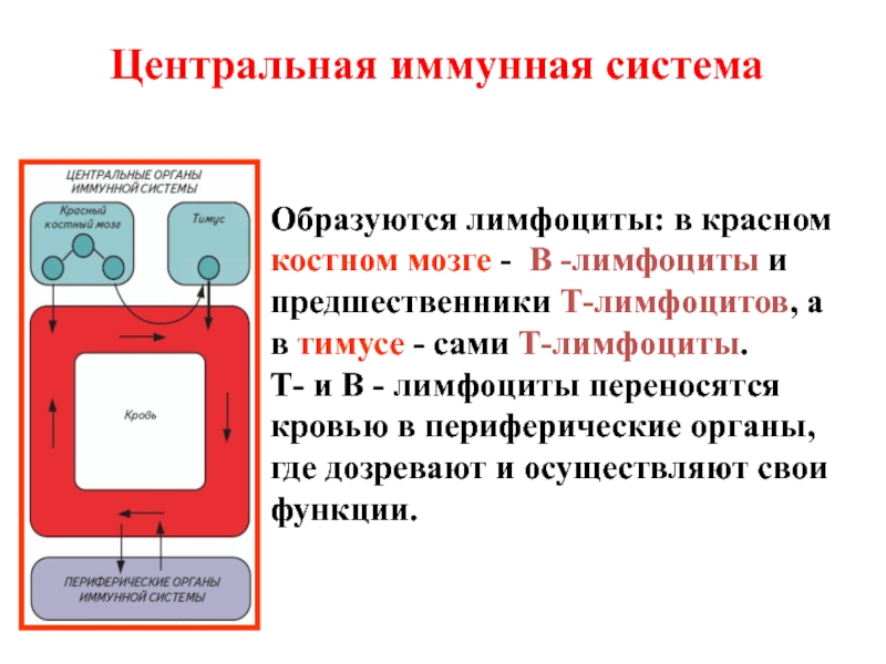 Иммунная. Центральные и периферические органы иммунной системы таблица. Центральная иммунная система. Центральная именная система. Функции центральных органов иммунной системы.