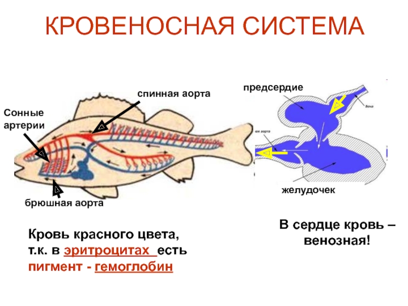 Кровеносная рыба. Брюшная аорта у рыб. Венозная кровь у рыб. Спинная аорта. Какая кровь в сердце у рыб.