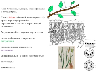 Лист. Строение, функции, классификация и метаморфозы