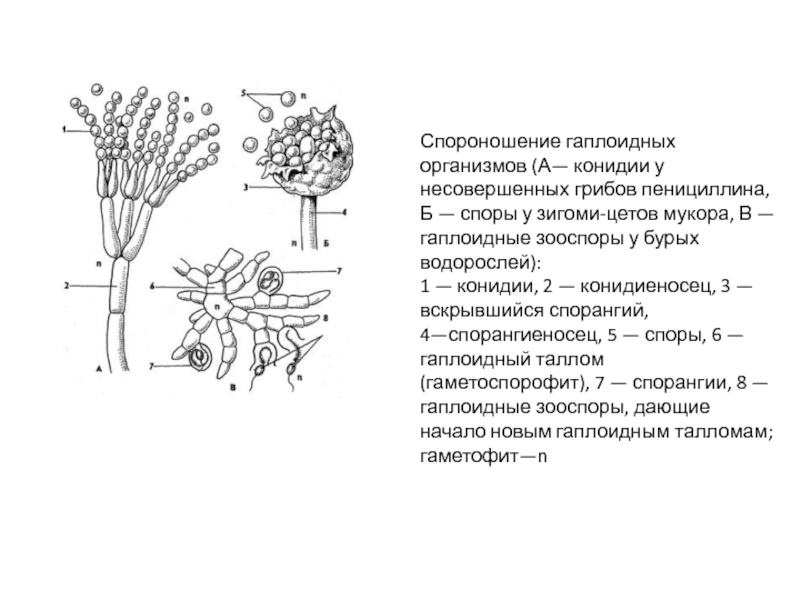 У березы есть спорангии