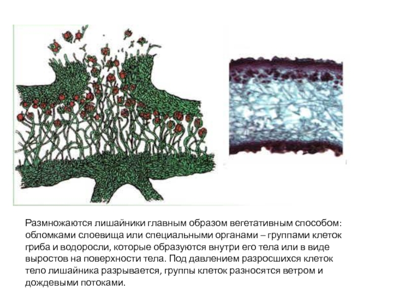 Тесты лишайники 5. Размножение лишайников фрагментами слоевища. Лишайники строение размножение. Лишайники строение питание размножение. Выросты слоевища лишайника строение.